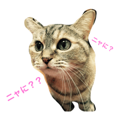 [LINEスタンプ] ニャンコスタンプ ベッキーのひと言