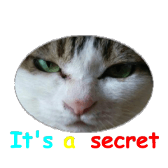 [LINEスタンプ] Every day for cats