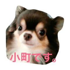 [LINEスタンプ] チワワの小町♪日常編