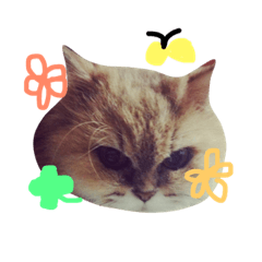 [LINEスタンプ] チンチラマリリンのスタンプ