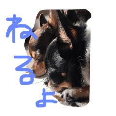 [LINEスタンプ] 3ワン +1ニャン