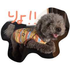 [LINEスタンプ] しぇるちゃん②