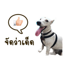 [LINEスタンプ] LuckyTailTH