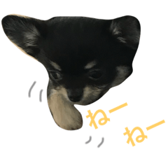 [LINEスタンプ] チワワのまろ君スタンプ