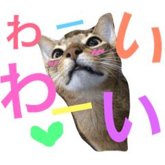 [LINEスタンプ] 猫のはるです2