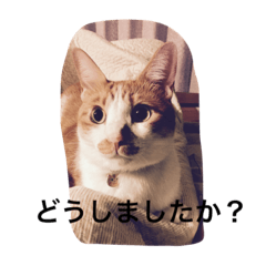 [LINEスタンプ] ゆるゆるのニャンコ