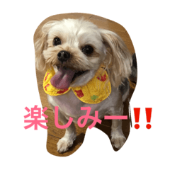 [LINEスタンプ] ヨーキー兄弟