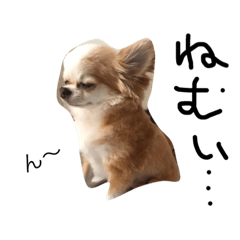 [LINEスタンプ] Chihuahua 'Jin ryo'