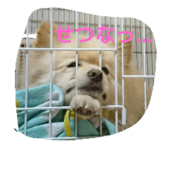 [LINEスタンプ] サンタくん♪
