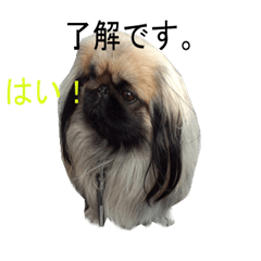 [LINEスタンプ] Dog and cat sticker 999