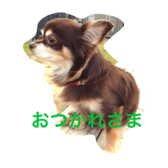 [LINEスタンプ] チョコタン チワワの さくら vol.1