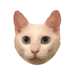 [LINEスタンプ] オキョドバーン