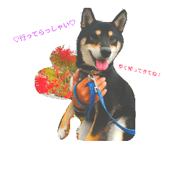 [LINEスタンプ] 黒柴犬春樹