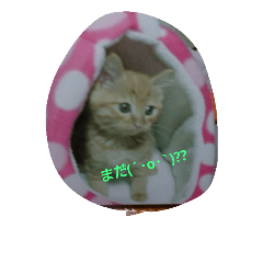 [LINEスタンプ] 猫の写真を使った日常会話