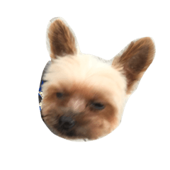[LINEスタンプ] てぃーだとその仲間たち