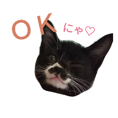 [LINEスタンプ] 靴下猫のちょびこ♡