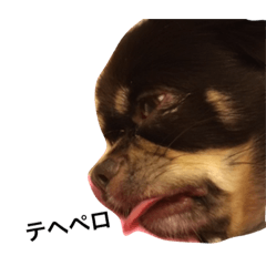 [LINEスタンプ] 愛犬ベジット2