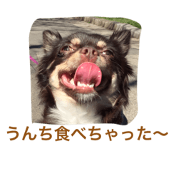 [LINEスタンプ] 愛犬ベジット1