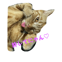 [LINEスタンプ] うちのまよちゃん