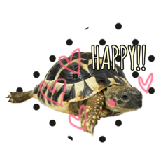 [LINEスタンプ] ヘルマンリクガメ とダルメシアン