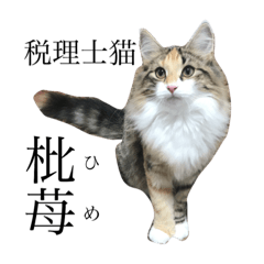 [LINEスタンプ] 税理士猫 枇苺