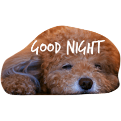 [LINEスタンプ] おねむ犬
