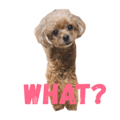 [LINEスタンプ] トイプードルのハニーちゃん