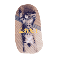 [LINEスタンプ] ウチの子 ルルちゃん