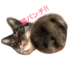 [LINEスタンプ] saku猫