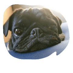[LINEスタンプ] pug Qoo