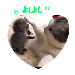 [LINEスタンプ] スコティッシュ・フォールドのれお