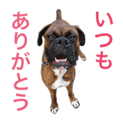 [LINEスタンプ] ボクサー犬 taiga2