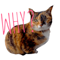 [LINEスタンプ] クールビューティ和にゃんこ英語