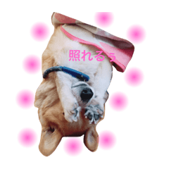 [LINEスタンプ] コーギー犬マイク君