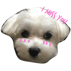 [LINEスタンプ] マルチーズ ハク