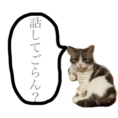 [LINEスタンプ] ウチの猫ちゃん