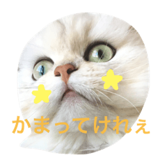[LINEスタンプ] 白猫かりん〜秋田弁〜