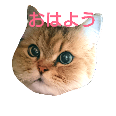 [LINEスタンプ] 可愛いココアちゃん
