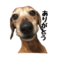 [LINEスタンプ] 6ワンスタンプ