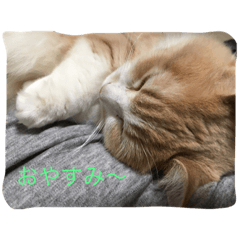 [LINEスタンプ] マンチカンの日常