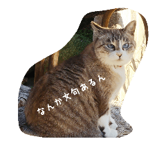 [LINEスタンプ] 悪いスーちゃん