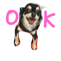 [LINEスタンプ] ちわわんヴィヴィの日常