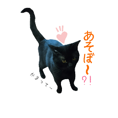 [LINEスタンプ] くろちゃん①