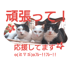 [LINEスタンプ] うちの猫すたんぷ②