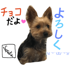 [LINEスタンプ] 可愛いチョコさん