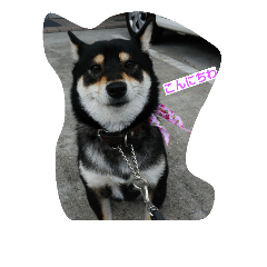[LINEスタンプ] 黒柴ゴン太