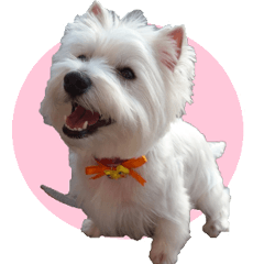 [LINEスタンプ] ウエスティのおんなのこ