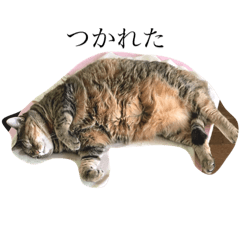 [LINEスタンプ] にゃん太スタンプ