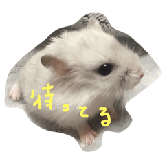[LINEスタンプ] ハムス