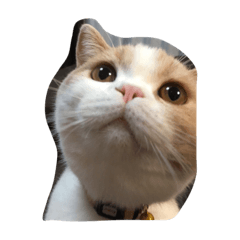 [LINEスタンプ] 猫 モチ